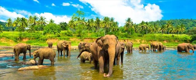 SRI LANKA KOUPENÉ (39).JPG
