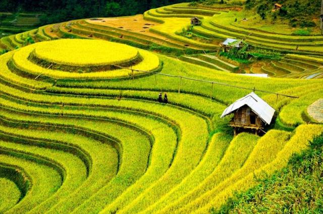 VIETNAM_21_FIELD.JPG