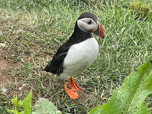 Papuchalci