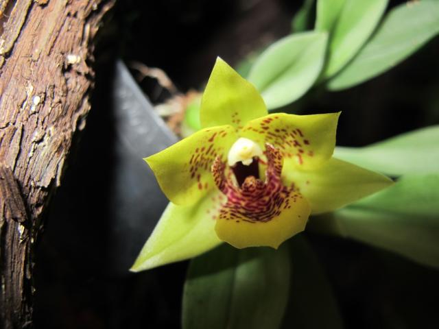 orchideová zahrada (3)