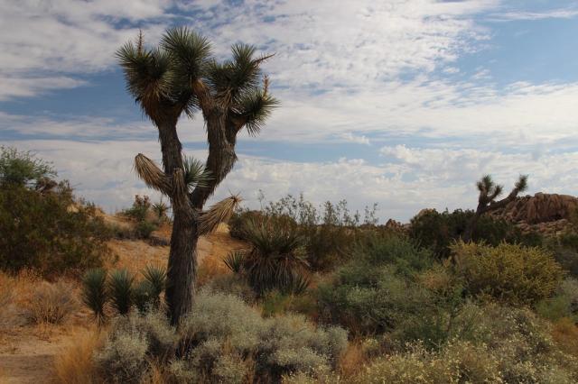Joshua Tree