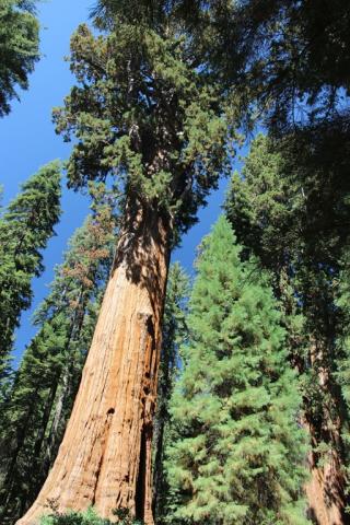 N.P. Sequoia - General Sherman