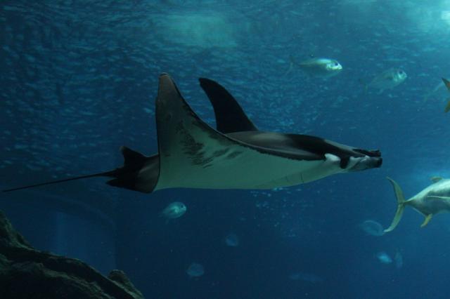 Lisabon - Oceanárium - Manta Velká