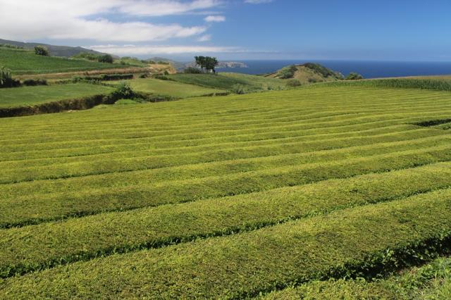 Sao Miguel - čajové plantáže