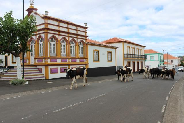 Terceira - kaple Ducha svatého a azorské krávy