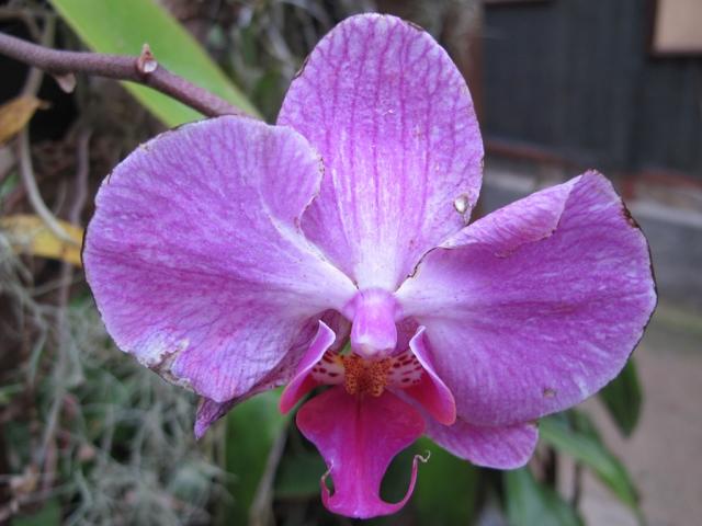 orchideová zahrada (2)