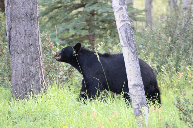 Kanada - turistika v národních parcích