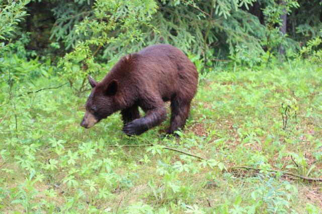 Kanada - turistika v národních parcích