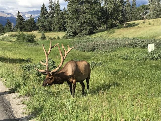 Kanada - turistika v národních parcích