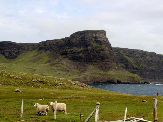Watersnaid head