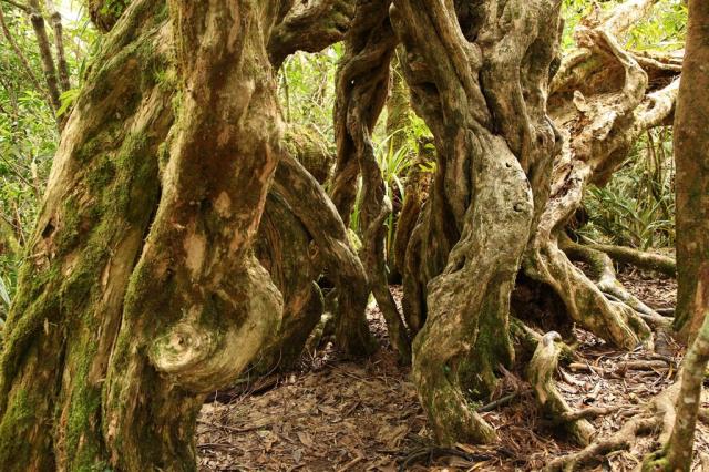 Réunion - Foret Belouve