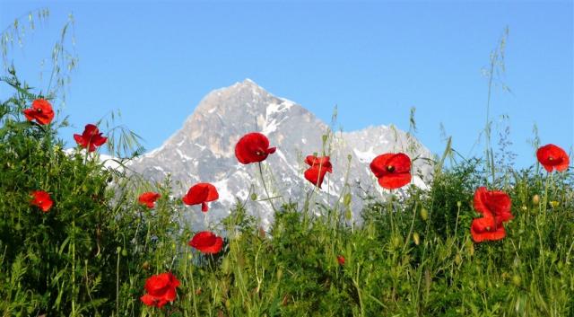 poppies-76129.jpg