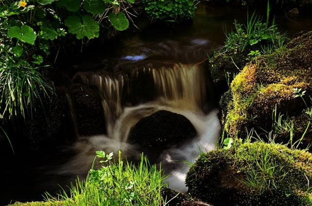 nature-777364_1280.jpg