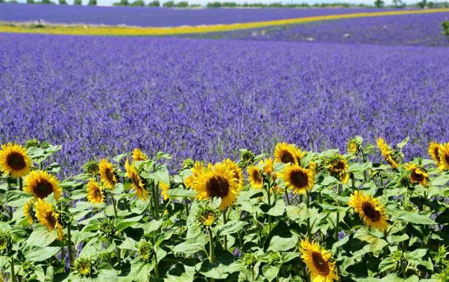 lavender-field-1899575_1920.jpg