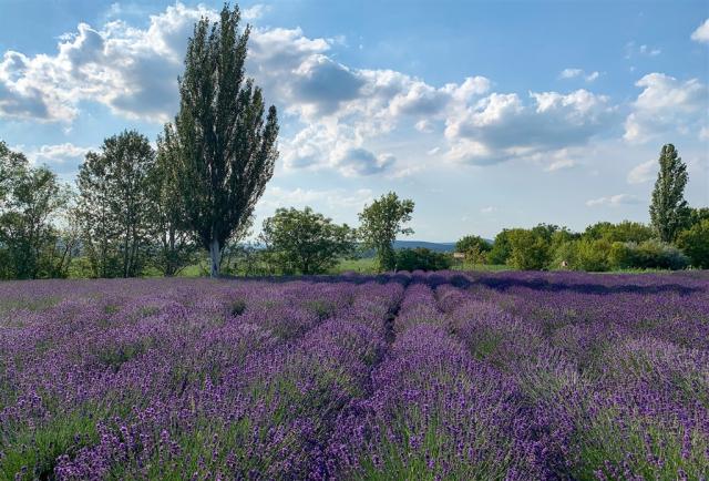 lavender-7888791_1920.jpg