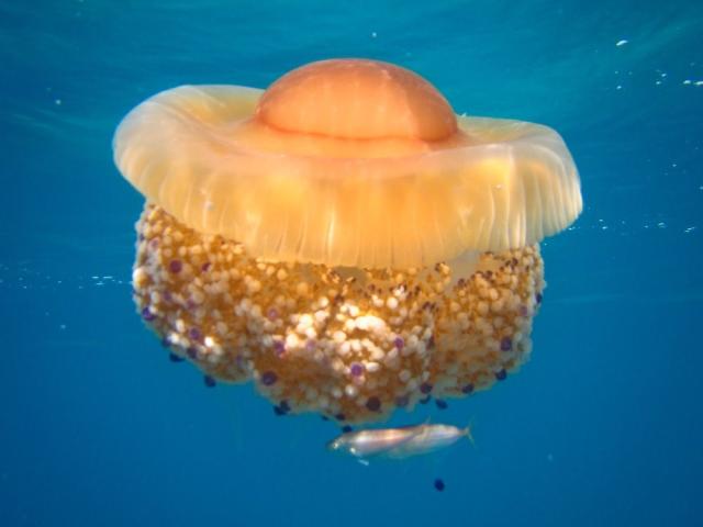 IMG_2860.JPG