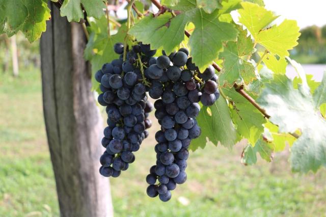 grapes-5663988_1280.jpg