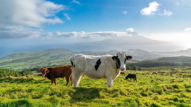 cattle-7736382_1280.jpg