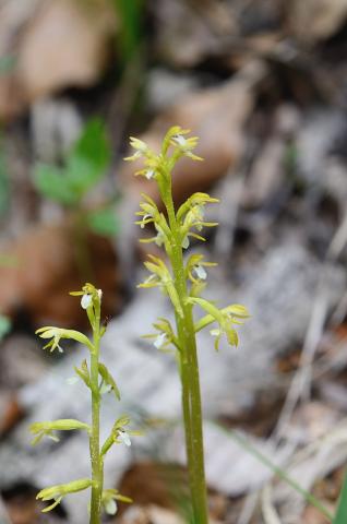 corallorhizatrifida01