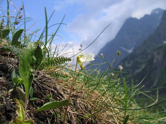 pinguicula_alpina_in_tatra_mountains