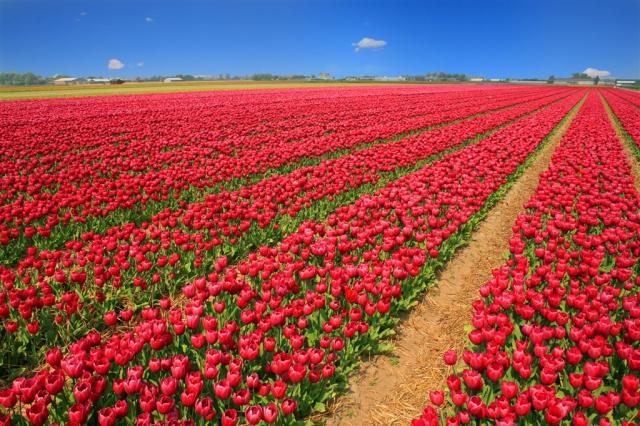 Holandsko - květinová pole u Keukenhofu tulip-field-1235222_192