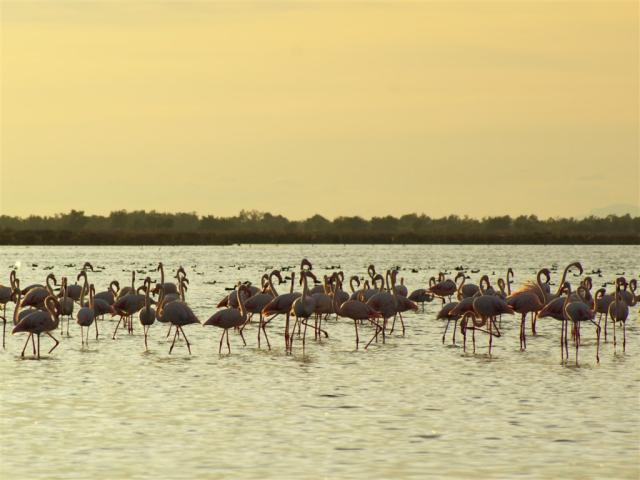 Provence Camargue  X 160105937.jpg