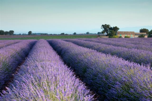 Provence 153762609.jpg