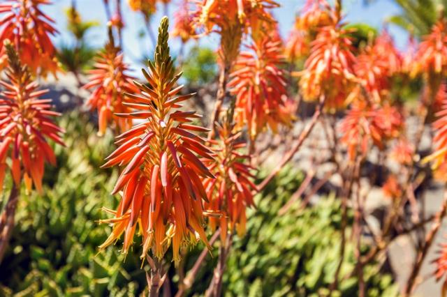 Gran Canaria shutterstock_1025183953.jpg