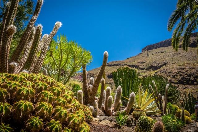 Gran Canaria shutterstock_532575148.jpg