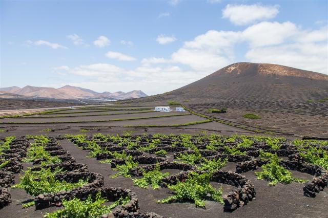 Lanzarote - vinice La Geria  g374ebf2df_1920.jpg