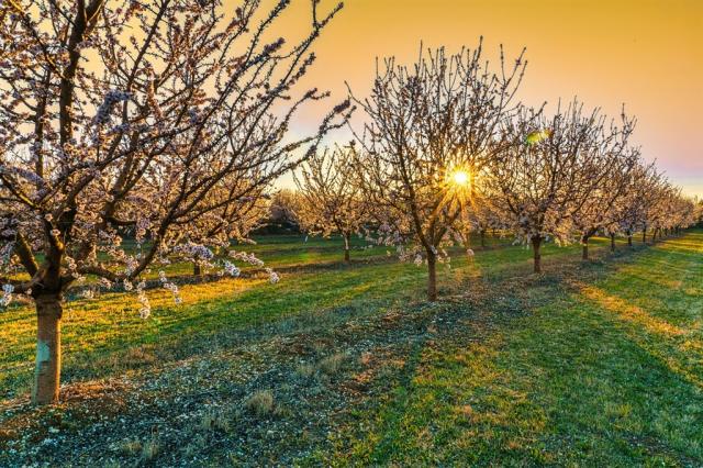 almond-trees-7068106_1280.jpg