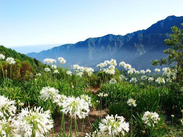 Portugalsko - Madeira - shutterstock_65840704.jpg