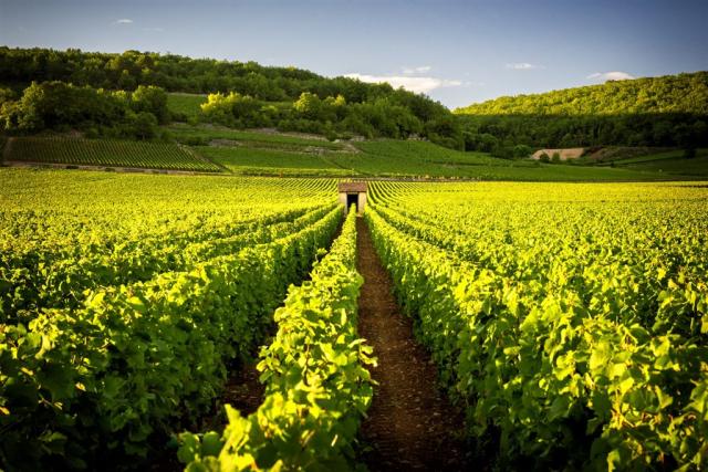 Francie - Burgundsko - vinice Savigny les Beaune shutterstock_7