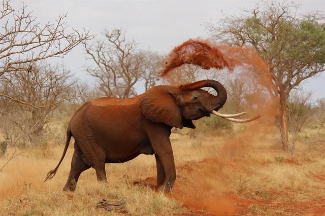 KEŇA - elephant-111695_1280.jpg