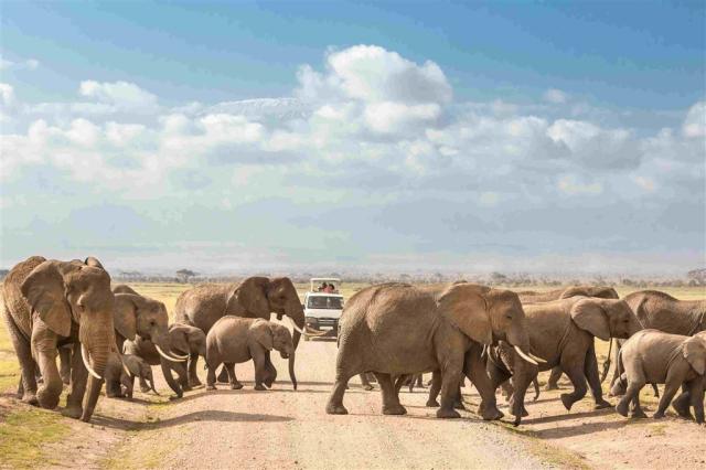 Keňa - safari NP Tsavo East  z shutterstock_681048934.jpg
