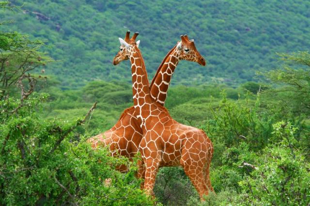 Keňa - NP Tsavo shutterstock_32342935.jpg