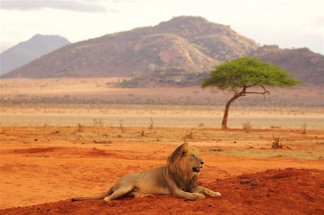 Keňa - NP Tsavo East shutterstock_752265721.jpg