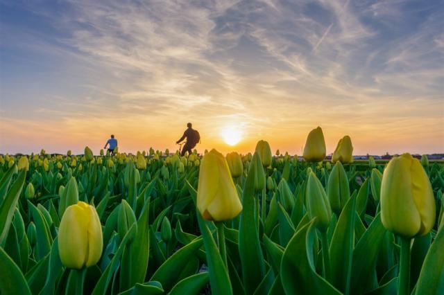 Nizozemsko - květinová pole - Keukenhof shutterstock_1103444894