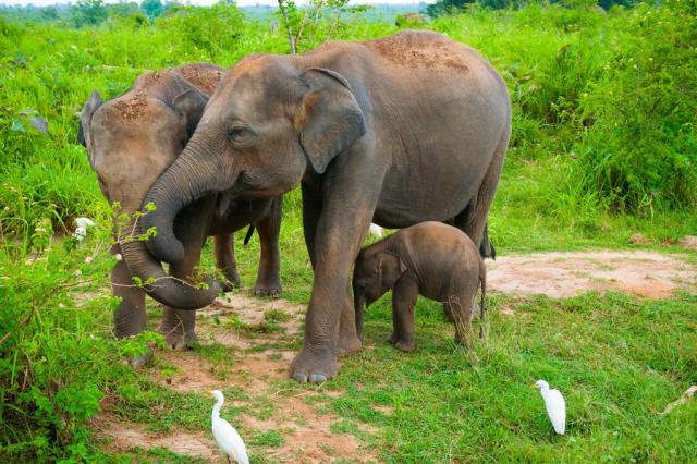 Srí Lanka shutterstock_111364619.jpg