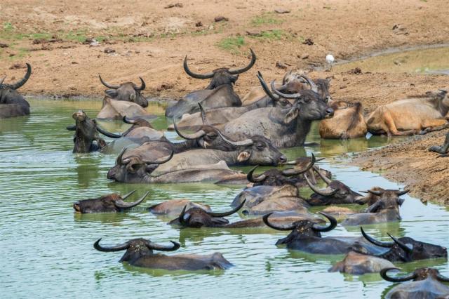 Srí Lanka - NP Yala shutterstock_733029043.jpg