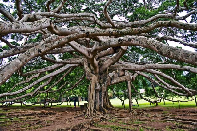 Srí Lanka - Královská botanická zahrada - Peradeniya shuttersto