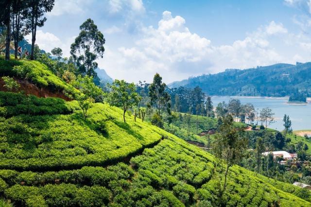 Sri Lanka - Nuwara Eliya shutterstock01_1018977325.jpg