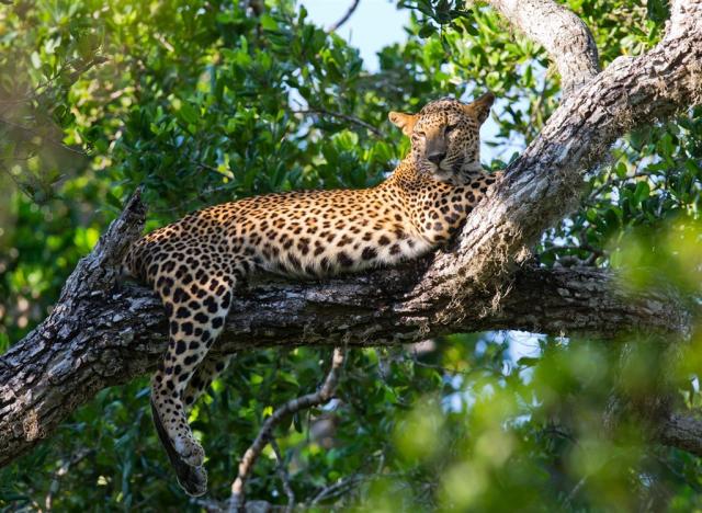 Srí Lanka - NP Yala  shutterstock_336636665.jpg