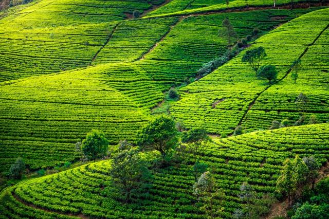 Srí Lanka shutterstock_167728043.jpg
