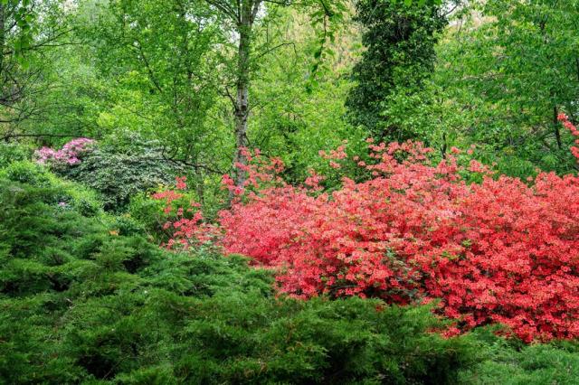 Maďarsko - arboretum Jeli shutterstock_1385211812.jpg