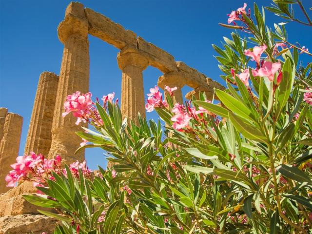 Itálie - Sicílie- Agrigento shutterstock_292463444.jpg