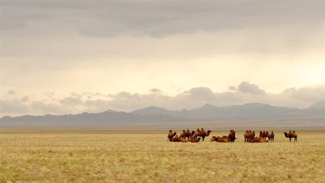 Poznávací zájezd Mongolsko - Gobi 695267_1920.jpg