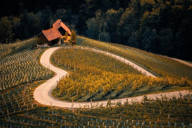 Slovinsko vineyard-8345243_1280.jpg