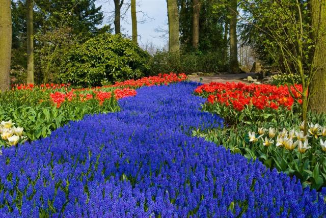 Nizozemsko - park Keukenhof shutterstock_1579353328.jpg