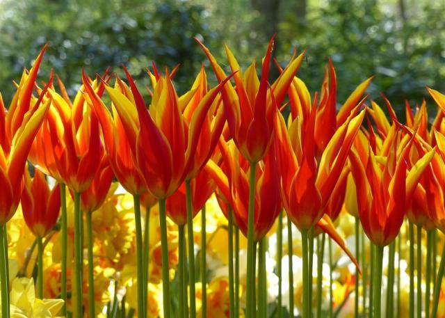 Holandsko a tulipány -0g951cf9507_1920.jpg